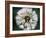 Dandelion Seed Head-Dr^ Nick-Framed Photographic Print