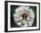 Dandelion Seed Head-Dr^ Nick-Framed Photographic Print