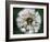 Dandelion Seed Head-Dr^ Nick-Framed Photographic Print