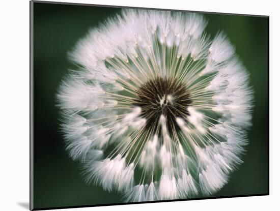 Dandelion Seed Head-Dr^ Nick-Mounted Photographic Print