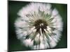 Dandelion Seed Head-Dr^ Nick-Mounted Photographic Print