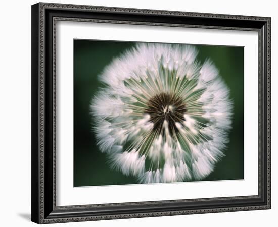 Dandelion Seed Head-Dr^ Nick-Framed Photographic Print