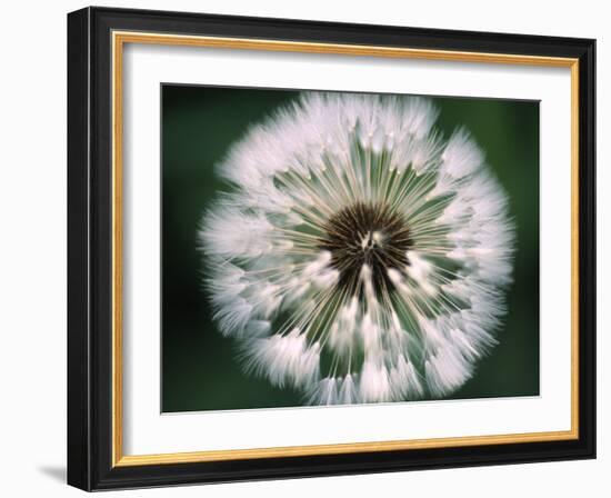 Dandelion Seed Head-Dr^ Nick-Framed Photographic Print