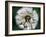 Dandelion Seed Head-Dr^ Nick-Framed Photographic Print