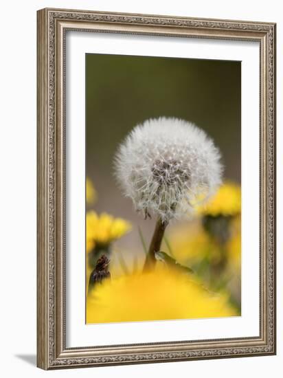 Dandelion Seed Head-null-Framed Photographic Print