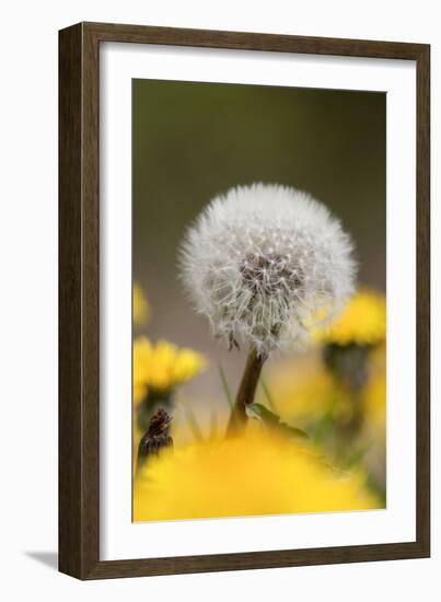 Dandelion Seed Head-null-Framed Photographic Print