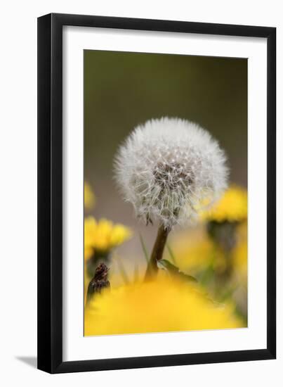 Dandelion Seed Head-null-Framed Photographic Print