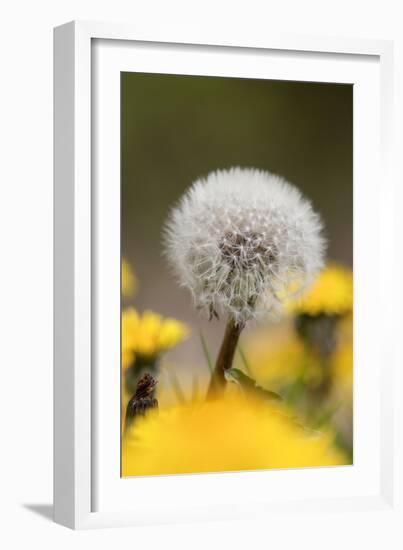 Dandelion Seed Head-null-Framed Photographic Print