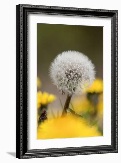 Dandelion Seed Head-null-Framed Photographic Print