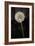 Dandelion Seed Head-null-Framed Photographic Print