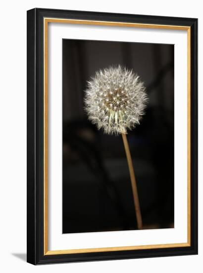 Dandelion Seed Head-null-Framed Photographic Print