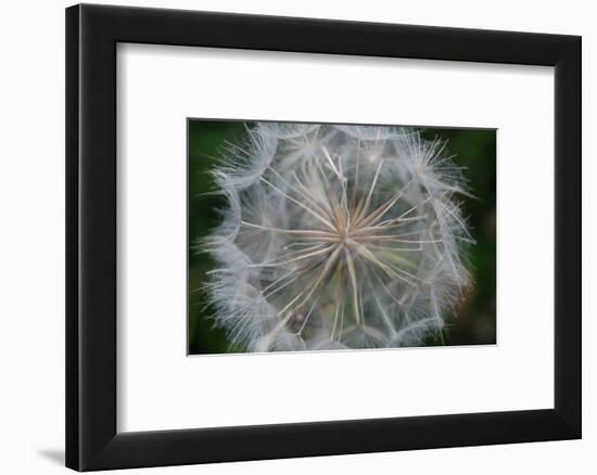 Dandelion seed head-Angela Marsh-Framed Photographic Print