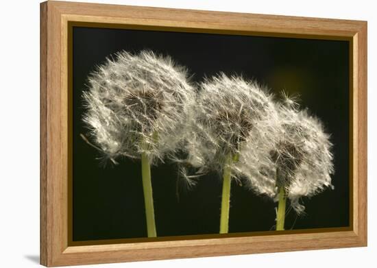 Dandelion Seed-Heads ("Clocks')-null-Framed Premier Image Canvas