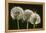 Dandelion Seed-Heads ("Clocks')-null-Framed Premier Image Canvas