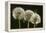 Dandelion Seed-Heads ("Clocks')-null-Framed Premier Image Canvas