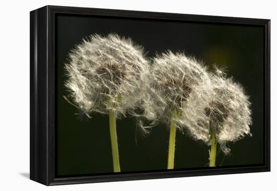 Dandelion Seed-Heads ("Clocks')-null-Framed Premier Image Canvas