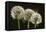 Dandelion Seed-Heads ("Clocks')-null-Framed Premier Image Canvas