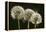 Dandelion Seed-Heads ("Clocks')-null-Framed Premier Image Canvas