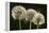 Dandelion Seed-Heads ("Clocks')-null-Framed Premier Image Canvas