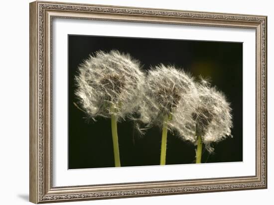 Dandelion Seed-Heads ("Clocks')-null-Framed Photographic Print