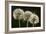 Dandelion Seed-Heads ("Clocks')-null-Framed Photographic Print