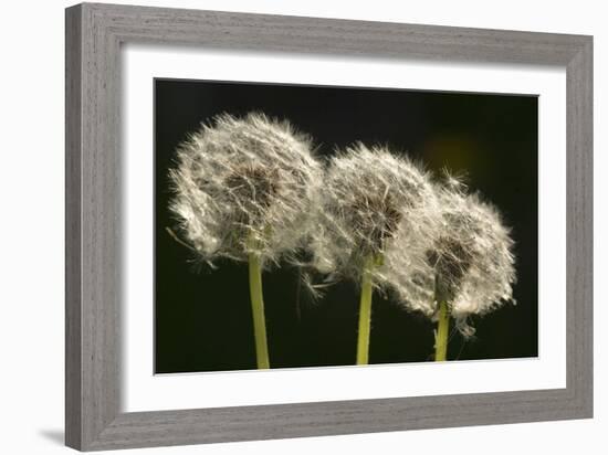 Dandelion Seed-Heads ("Clocks')-null-Framed Photographic Print