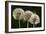 Dandelion Seed-Heads ("Clocks')-null-Framed Photographic Print