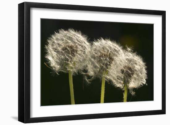 Dandelion Seed-Heads ("Clocks')--Framed Photographic Print