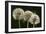 Dandelion Seed-Heads ("Clocks')-null-Framed Photographic Print