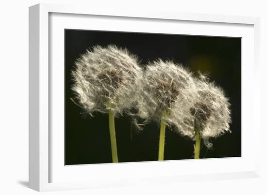 Dandelion Seed-Heads ("Clocks')-null-Framed Photographic Print