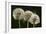 Dandelion Seed-Heads ("Clocks')-null-Framed Photographic Print