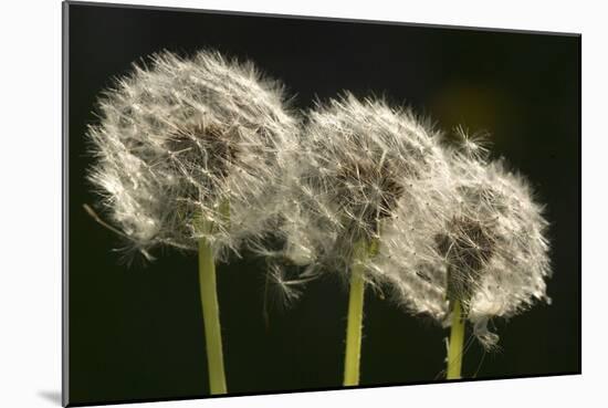 Dandelion Seed-Heads ("Clocks')-null-Mounted Photographic Print