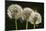 Dandelion Seed-Heads ("Clocks')-null-Mounted Photographic Print