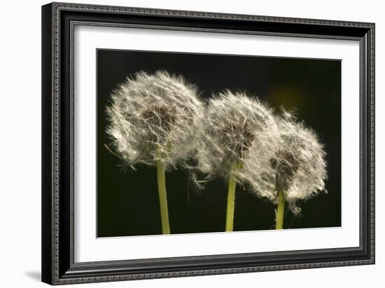 Dandelion Seed-Heads ("Clocks')-null-Framed Photographic Print