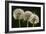 Dandelion Seed-Heads ("Clocks')-null-Framed Photographic Print