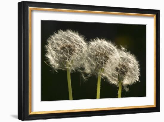 Dandelion Seed-Heads ("Clocks')-null-Framed Photographic Print