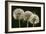 Dandelion Seed-Heads ("Clocks')-null-Framed Photographic Print