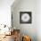 Dandelion Seedhead-Alan Majchrowicz-Framed Stretched Canvas displayed on a wall