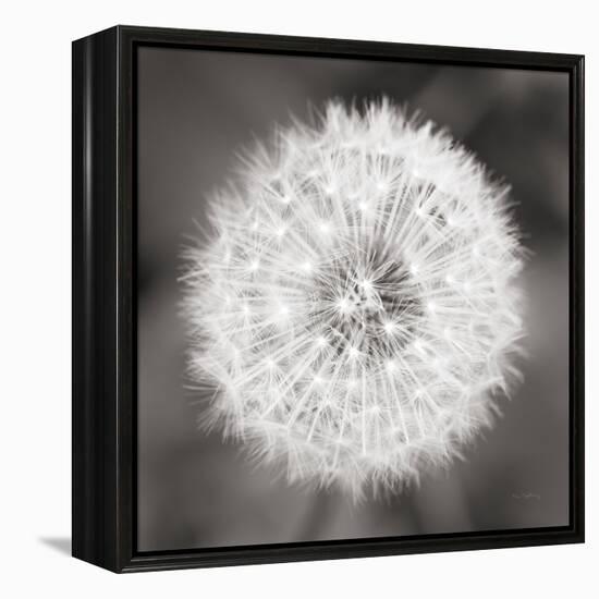 Dandelion Seedhead-Alan Majchrowicz-Framed Stretched Canvas