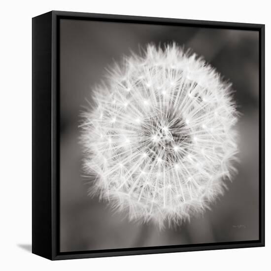 Dandelion Seedhead-Alan Majchrowicz-Framed Stretched Canvas