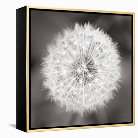 Dandelion Seedhead-Alan Majchrowicz-Framed Stretched Canvas