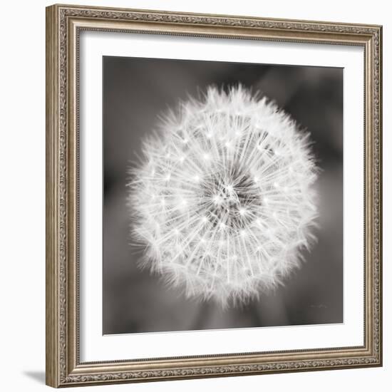 Dandelion Seedhead-Alan Majchrowicz-Framed Premium Giclee Print