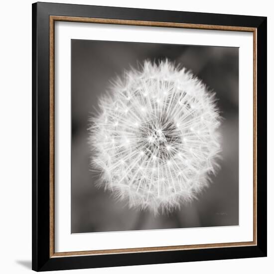 Dandelion Seedhead-Alan Majchrowicz-Framed Premium Giclee Print