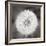 Dandelion Seedhead-Alan Majchrowicz-Framed Premium Giclee Print