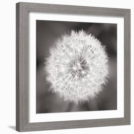 Dandelion Seedhead-Alan Majchrowicz-Framed Art Print