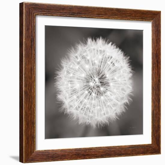 Dandelion Seedhead-Alan Majchrowicz-Framed Art Print