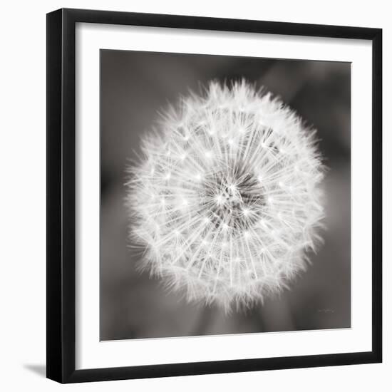 Dandelion Seedhead-Alan Majchrowicz-Framed Art Print