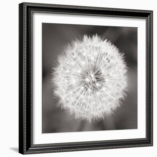 Dandelion Seedhead-Alan Majchrowicz-Framed Art Print