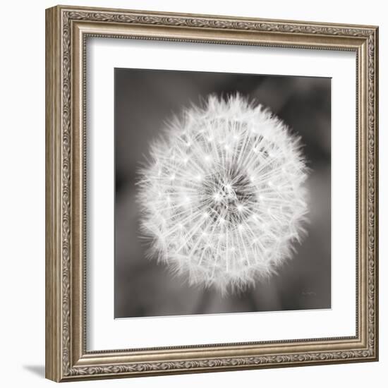 Dandelion Seedhead-Alan Majchrowicz-Framed Art Print