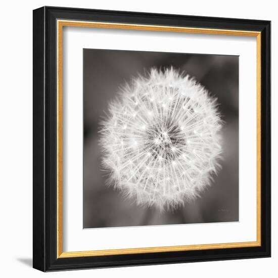 Dandelion Seedhead-Alan Majchrowicz-Framed Art Print